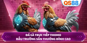 Đá Gà Trực Tiếp Thomo - Đấu Trường Săn Thưởng Đỉnh Cao 